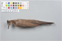 藏品(斑頸鳩)的圖片